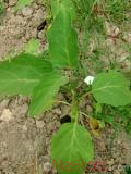 Բադրիջան, սմբուկ - Баклажан - Eggplant