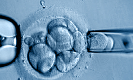 Трансплантация «детских» яйцеклеток обеспечила женщине радость материнства