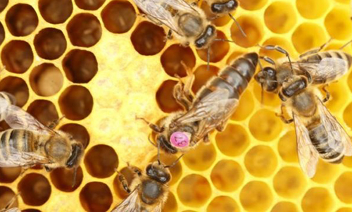 Российские ученые обратят пчелиный яд против онкологических заболеваний