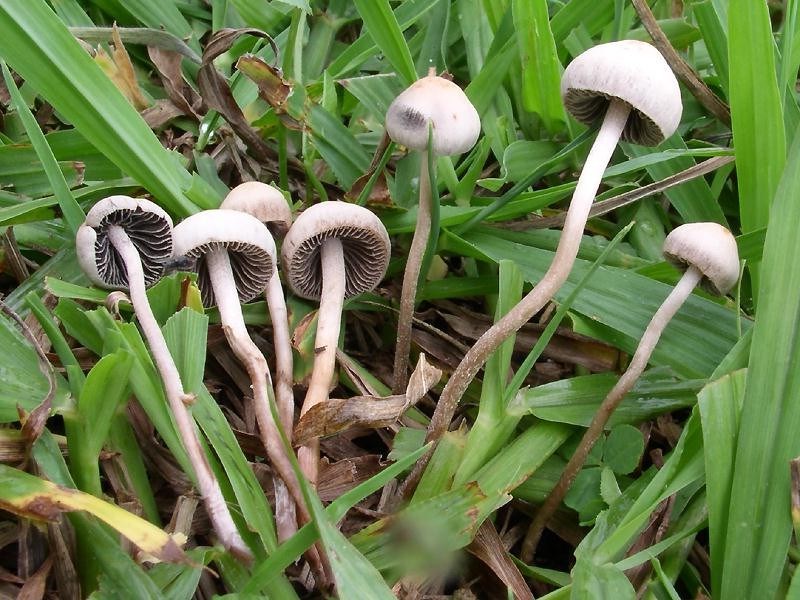 Университет Джонса Хопкинса призывает пересмотреть взгляд на галлюциногенные грибы