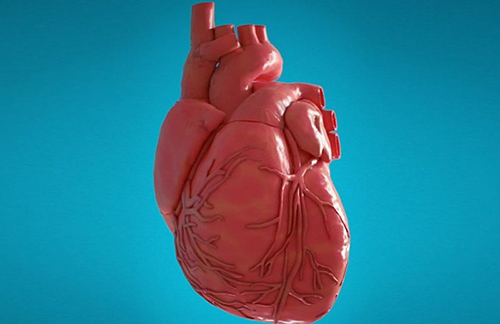 Живое сердце впервые в мире напечатали на 3D-принтере в Израиле