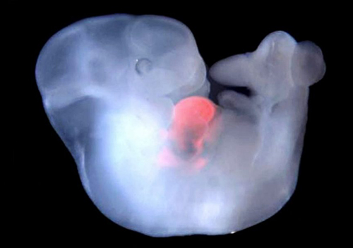 В Китае создали первый гибридный эмбрион обезьяны и человека