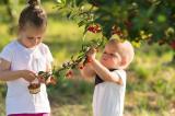 Сезонная черешня, клубника, персики и абрикосы: сколько ягод можно съесть малышу без вреда для здоровья