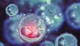 Без спермы и яйцеклетки: ученые вырастили полную модель человеческого эмбриона, неотличимую от настоящего