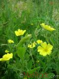 Մատնունի - Лапчатка - Cinquefoil Potentilla