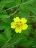 Մատնունի - Лапчатка - Cinquefoil Potentilla