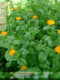 Վաղենակ դեղատու - Календула лекарственная - Calendula officinalis L.