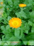 Վաղենակ դեղատու - Календула лекарственная - Calendula officinalis L.