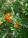 Бархатцы мелкоцветные   - Tagetes patula L.