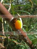 Չիչխան դժնիկանման - Облепиха крушиновидная - Hippophae rhamnoides L.