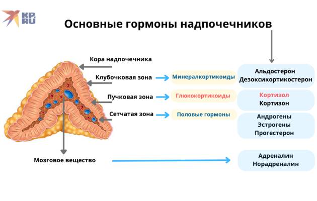 Что нужно знать о надпочечниках