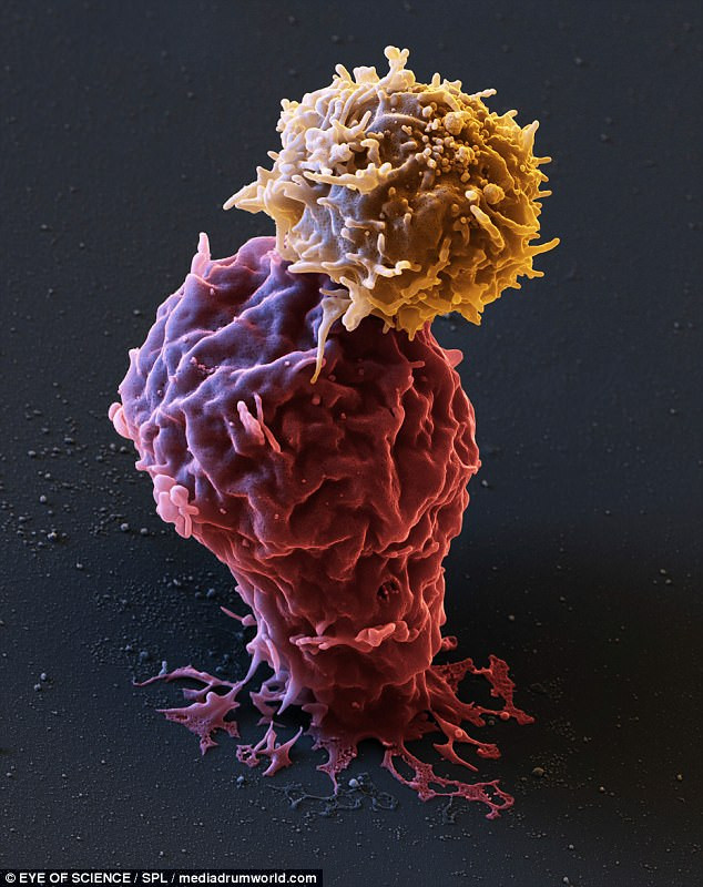 изображение рака 7